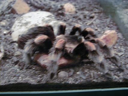 Another big spider<br>Location: <a href="https://www.google.com/maps/search/?api=1&query=38.89096,-77.02601" target="_new">Smithsonian National Museum of Natural History</a>